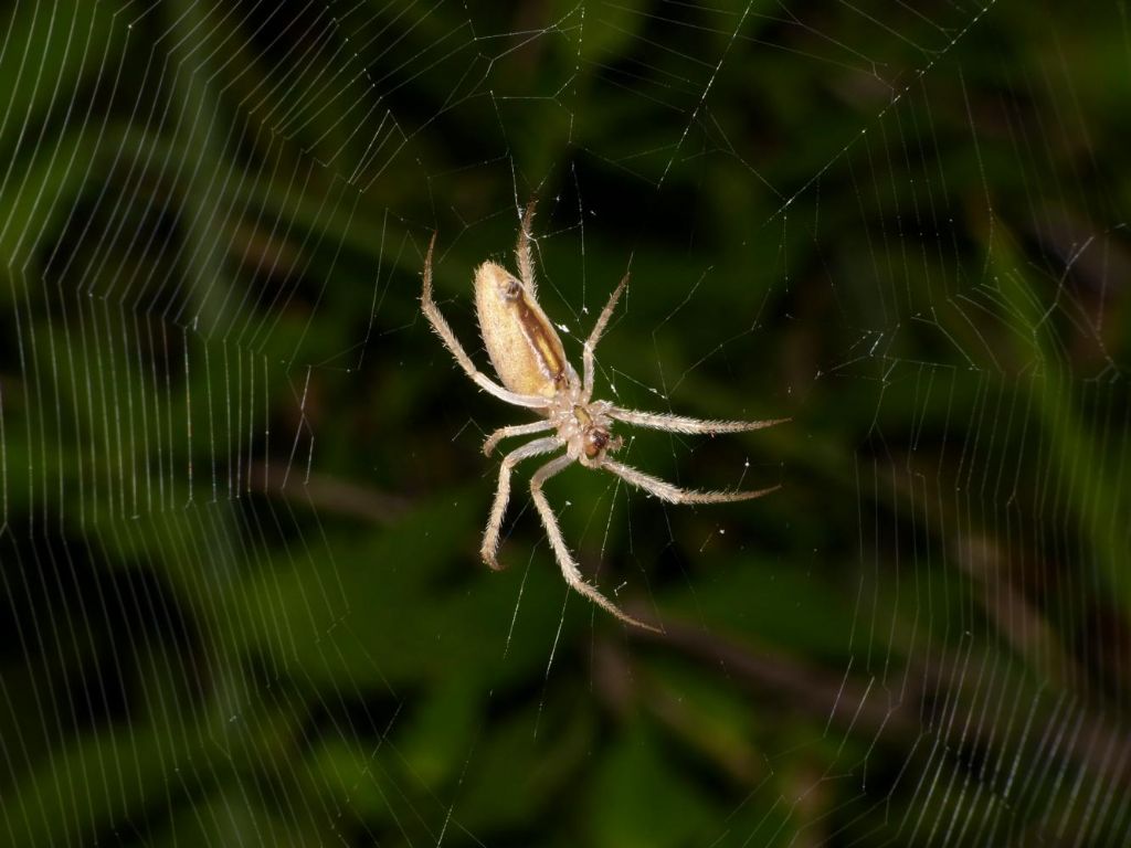 Foto di tela di Loxosceles rufescens